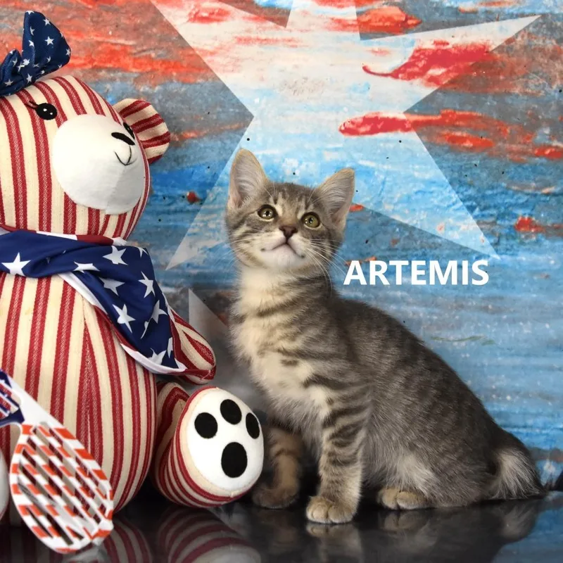 Artemis thumbnail 5