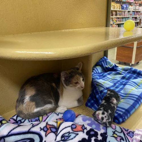 A young small-sized female Calico Domestic Short Hair cat named Lizzie for adoption in Seven Valleys, PA