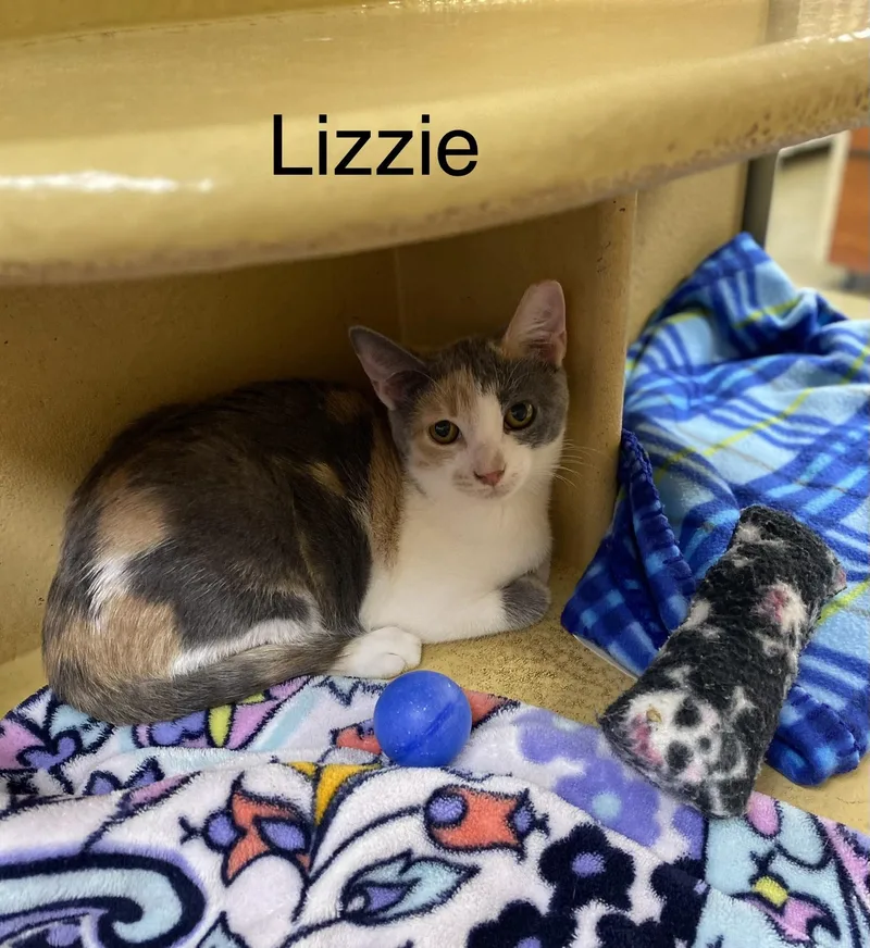 Lizzie thumbnail 2