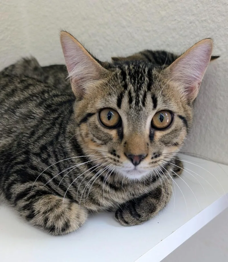 A baby medium-sized male Domestic Short Hair cat named Garbanzo for adoption in Peoria, AZ