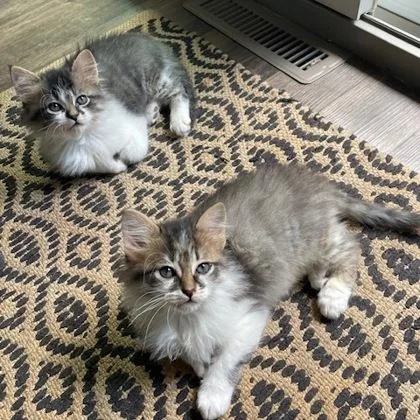 A baby small-sized male Domestic Short Hair cat named Popeye for adoption in Wheaton, IL