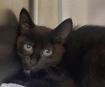 A young large-sized female Domestic Short Hair cat named Coco Pie for adoption in Kansas City, MO
