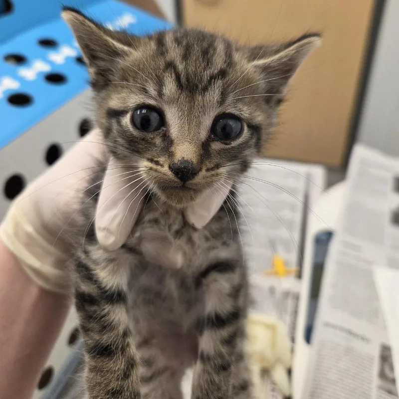 A baby small-sized male Brown / Chocolate Domestic Short Hair cat named Chicken for adoption in Jacksonville, FL
