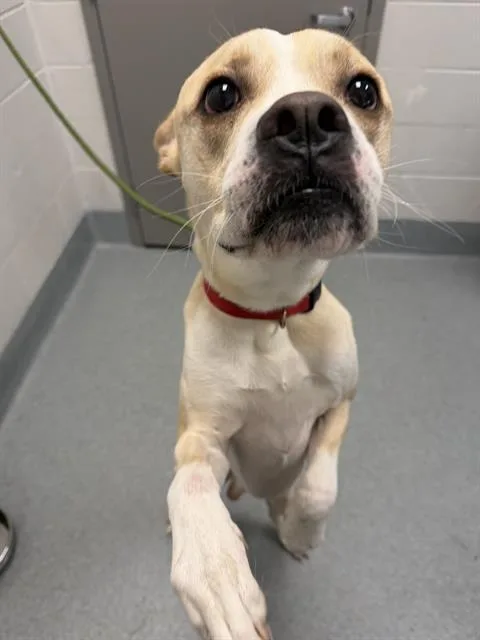 A young medium-sized male Labrador Retriever dog named Air Bud for adoption in Indianapolis, IN
