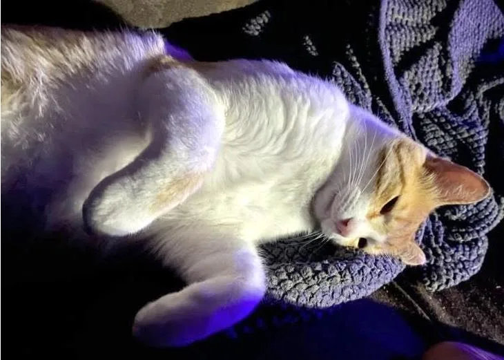 An adult large-sized male Tabby (Orange / Red) Tabby cat named Buster a Sweet Friendly for adoption in Metairie, LA