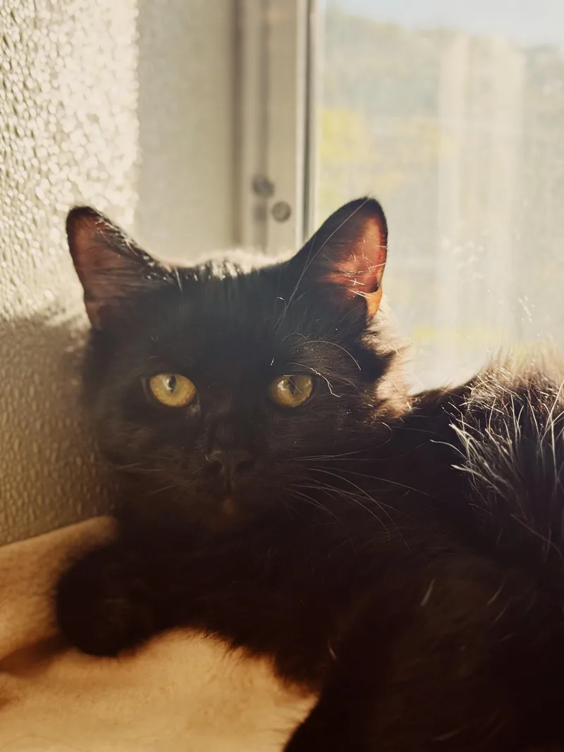 A young medium-sized male Black Domestic Long Hair cat named Kermit for adoption in BOONE, NC