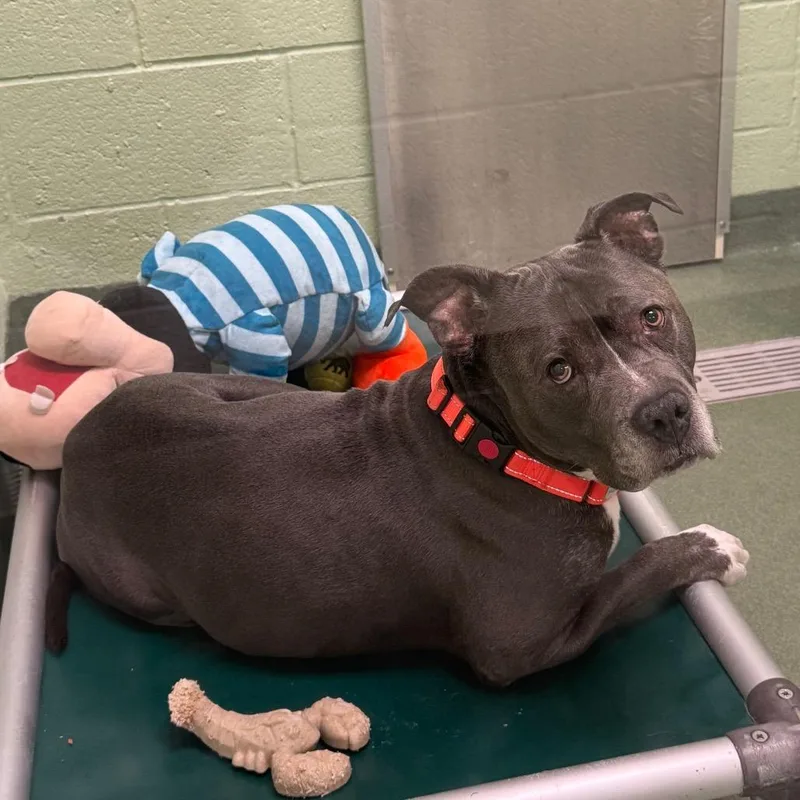 A senior large-sized male Gray / Blue / Silver Mixed Breed dog named Krumb for adoption in West Palm Beach, FL