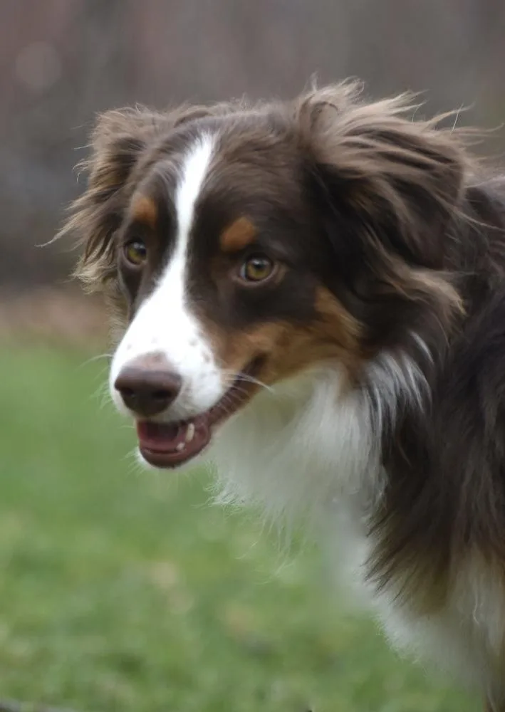 A baby medium-sized male Australian Shepherd dog named Zin Nka Finnegan for adoption in Ringwood, IL