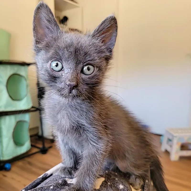 A baby small-sized male Gray / Blue / Silver Domestic Short Hair cat named Kelp for adoption in Kanab, UT