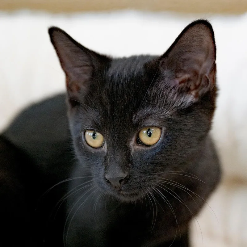 A baby small-sized female Black Domestic Short Hair cat named Megan for adoption in Chapel Hill, NC