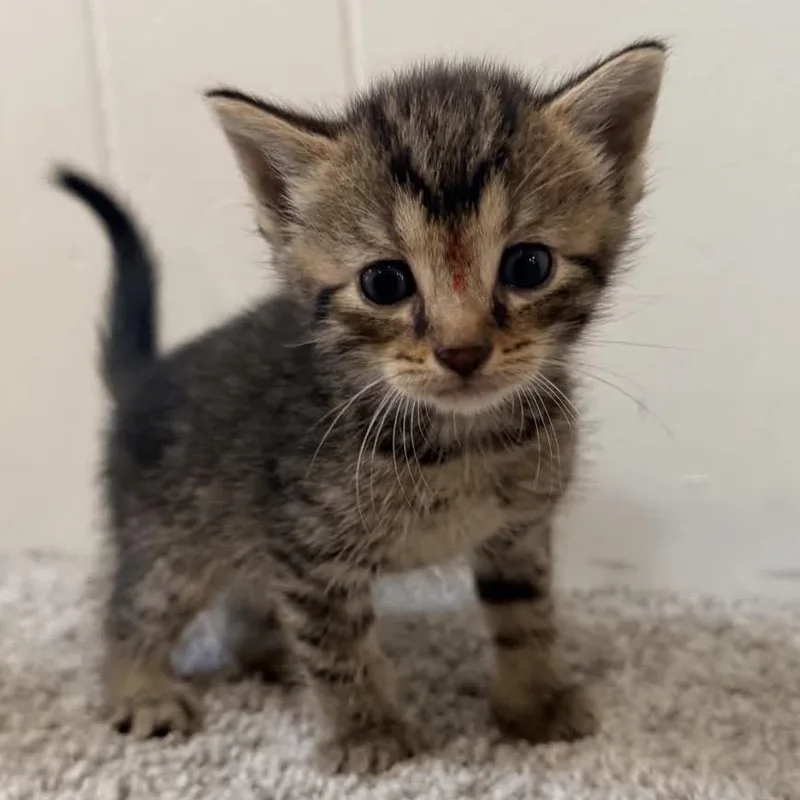 A baby small-sized female Brown / Chocolate Domestic Short Hair cat named Nala for adoption in North Canton, OH