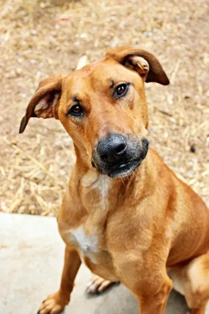 An adult large-sized female Rhodesian Ridgeback dog named Penelope for adoption in Morton Grove, IL