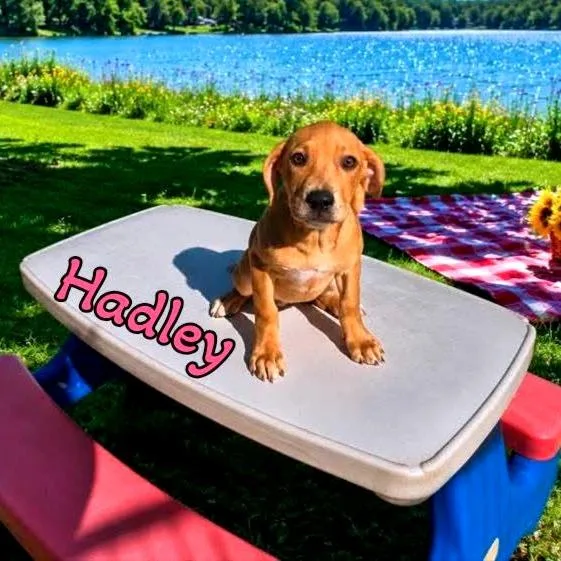 A baby medium-sized female Red / Chestnut / Orange Mixed Breed dog named Hadley for adoption in Joliet, IL