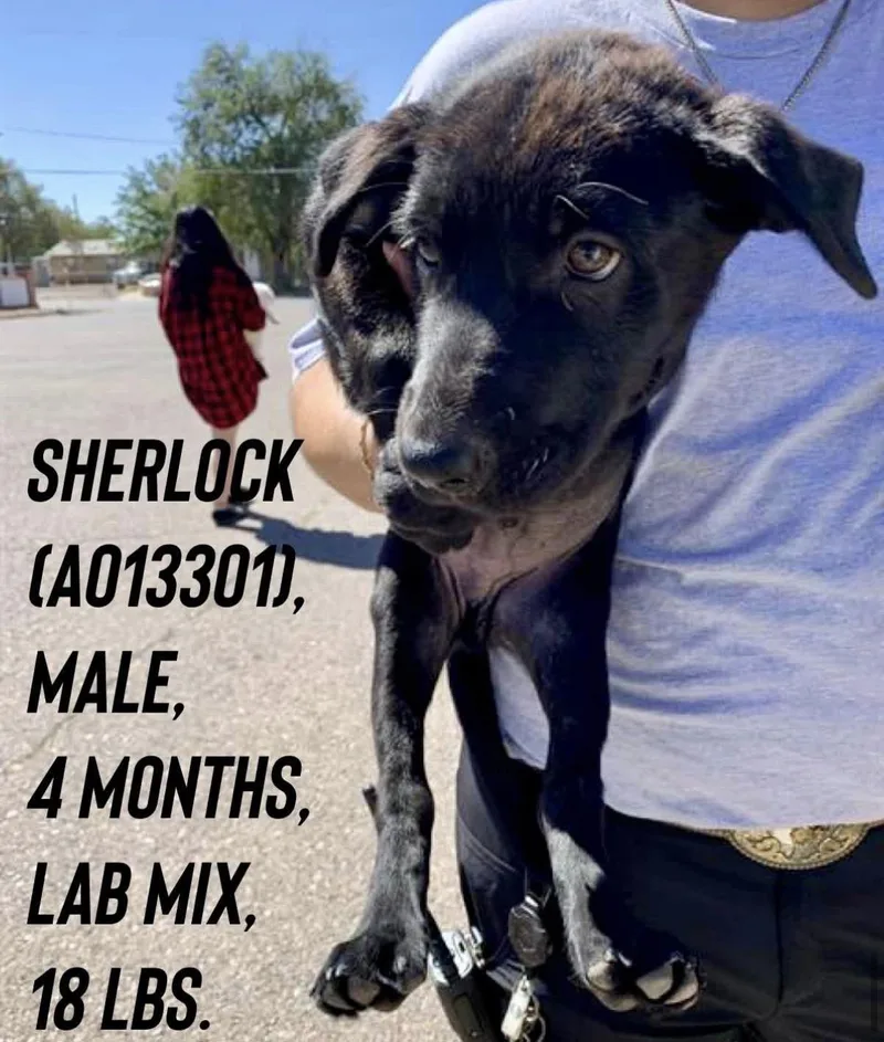 A baby medium-sized male Labrador Retriever dog named Sherlock for adoption in Estes Park, CO