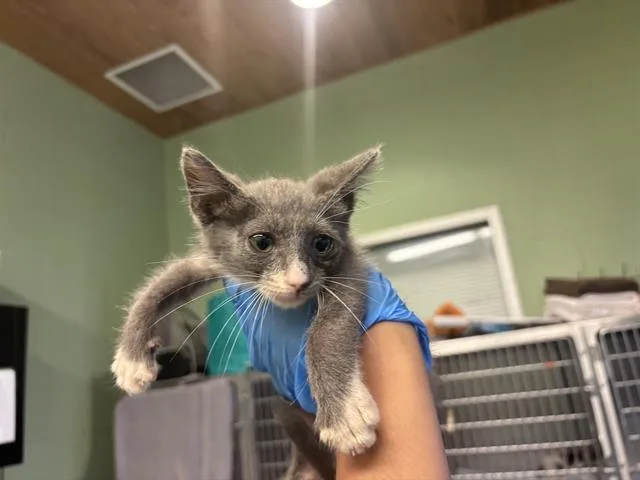 A baby small-sized male Domestic Short Hair cat named Poplar for adoption in Grand Prairie, TX