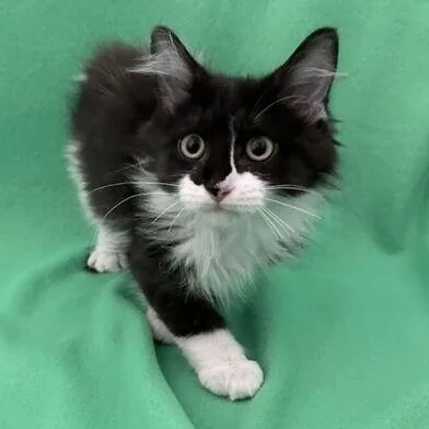 A baby medium-sized female Black & White / Tuxedo Domestic Long Hair cat named Reagan for adoption in Benld, IL
