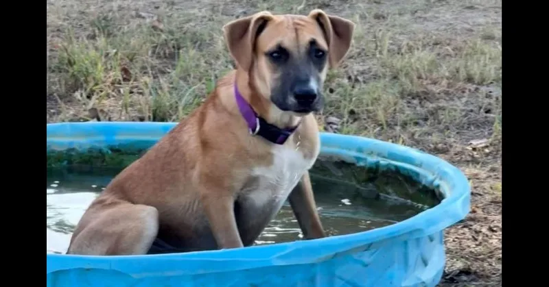 A baby medium-sized female Black Mouth Cur dog named Cookie for adoption in Peoria, IL