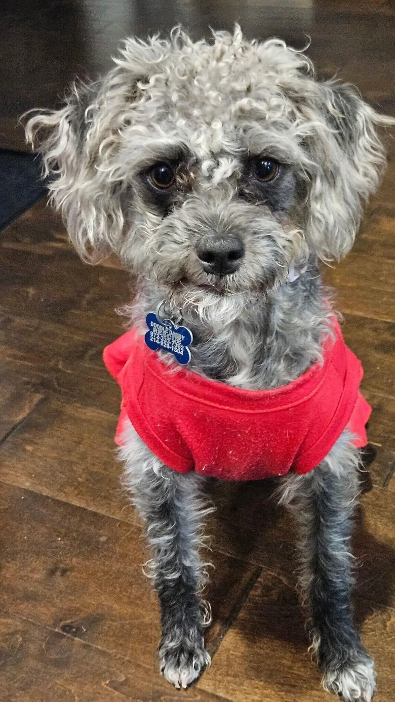 A young small-sized female Gray / Blue / Silver Poodle (Toy) dog named Anna for adoption in Garland, TX