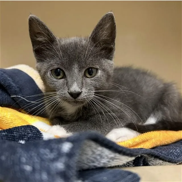 A baby small-sized female Domestic Short Hair cat named Alice for adoption in Lincolnton, NC