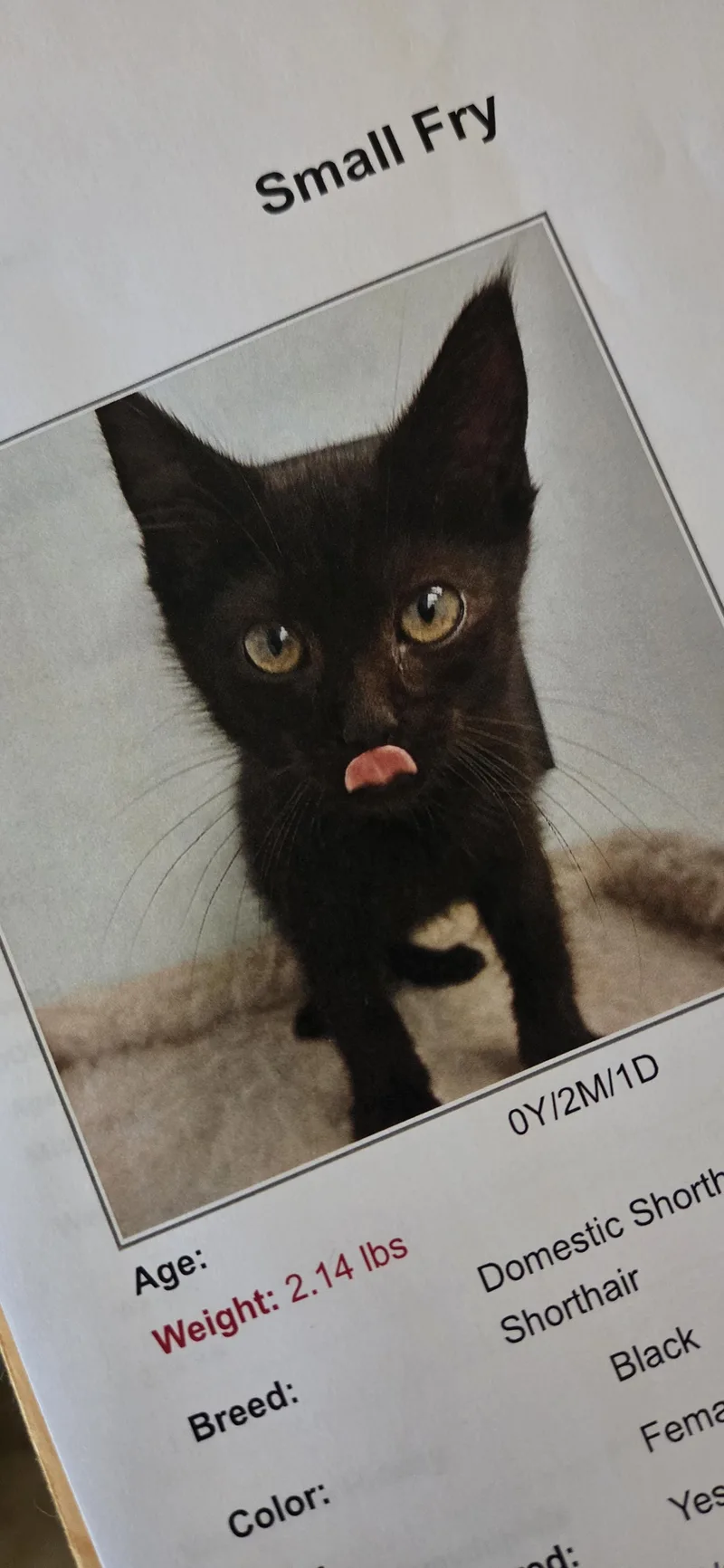 A young small-sized female Black Domestic Short Hair cat named Small Fry for adoption in Evansville, IN