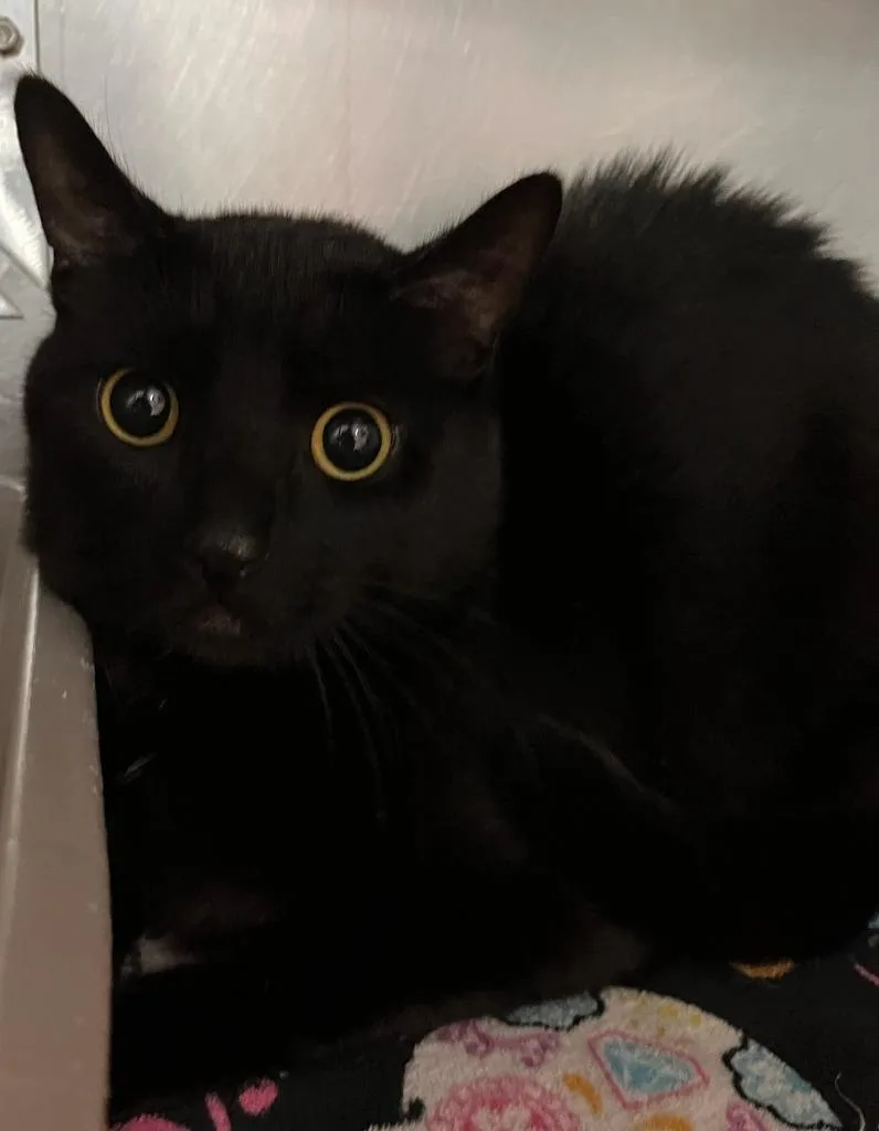 An adult medium-sized male Domestic Short Hair cat named Moon for adoption in Huntington, IN
