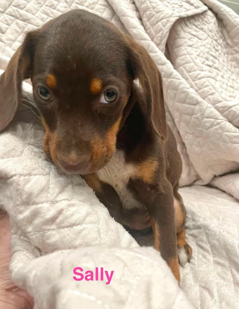 Sally