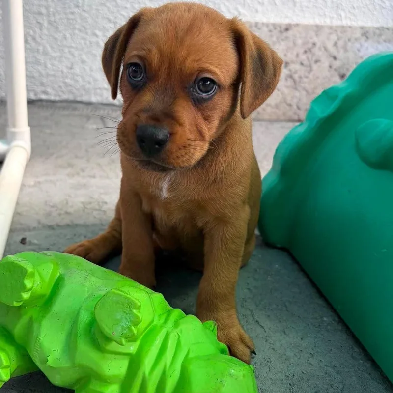 A baby medium-sized male Brown / Chocolate Hound dog named Noah for adoption in Seminole, FL