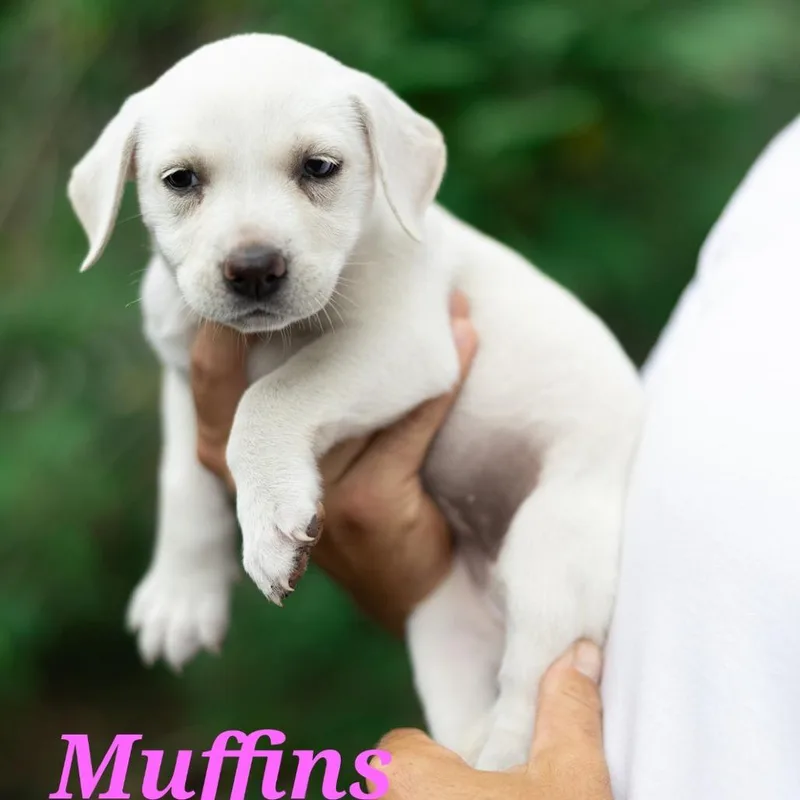 A baby small-sized female White / Cream Mixed Breed dog named Muffins for adoption in Portland, OR