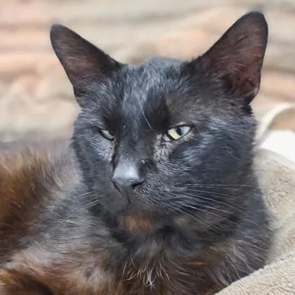 An adult large-sized male Domestic Short Hair cat named Pudding for adoption in Verona, WI
