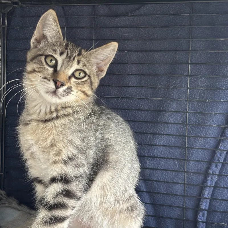 A baby small-sized male Tabby (Brown / Chocolate) Tabby cat named Pepper for adoption in Fresno, CA