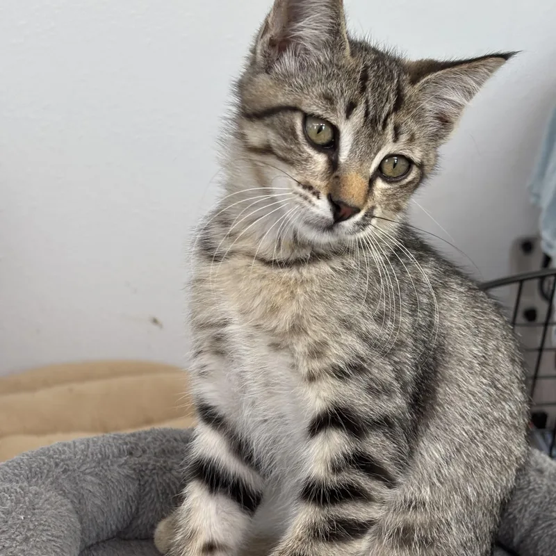 Pepper thumbnail 2