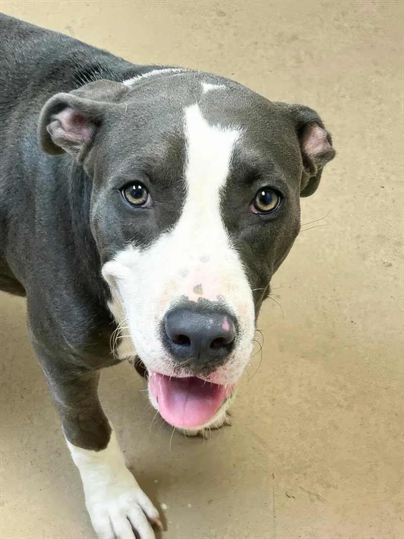 A young medium-sized male Gray / Blue / Silver Mixed Breed dog named Gelato for adoption in Nashville, TN