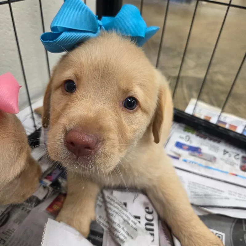 A baby large-sized male Yellow / Tan / Blond / Fawn Retriever dog named Sheldon for adoption in Huntsville, AL
