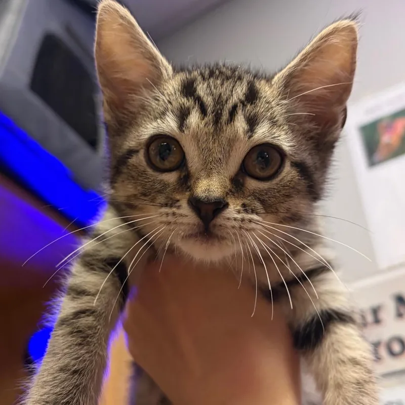A baby small-sized female Black Domestic Short Hair cat named Willow for adoption in Chattanooga, TN