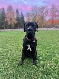 A young extra large-sized male Cane Corso dog named Millhouse for adoption in Chambersburg, PA