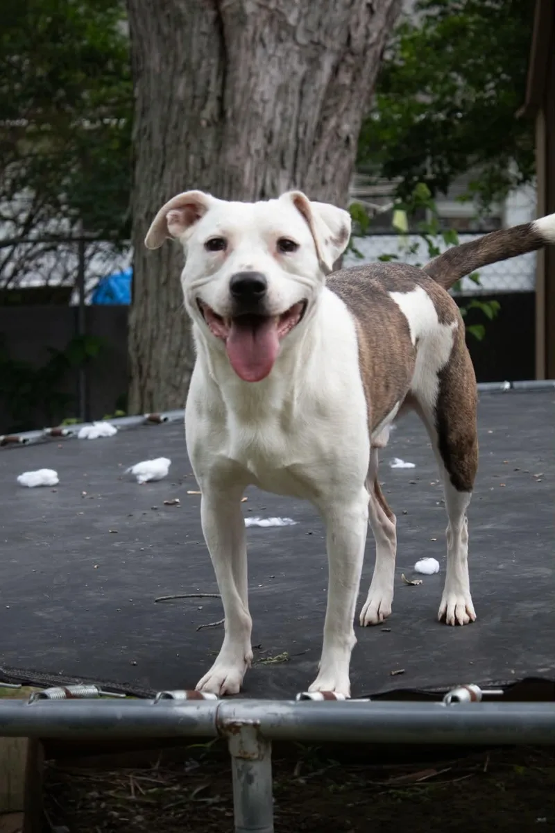 An adult medium-sized male American Staffordshire Terrier dog named Oatmeal for adoption in Indianapolis, IN