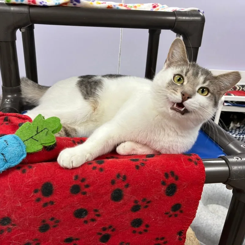 Macaulay thumbnail 2