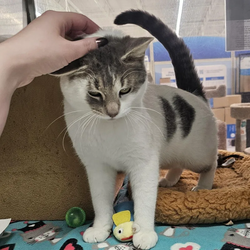 Macaulay thumbnail 3