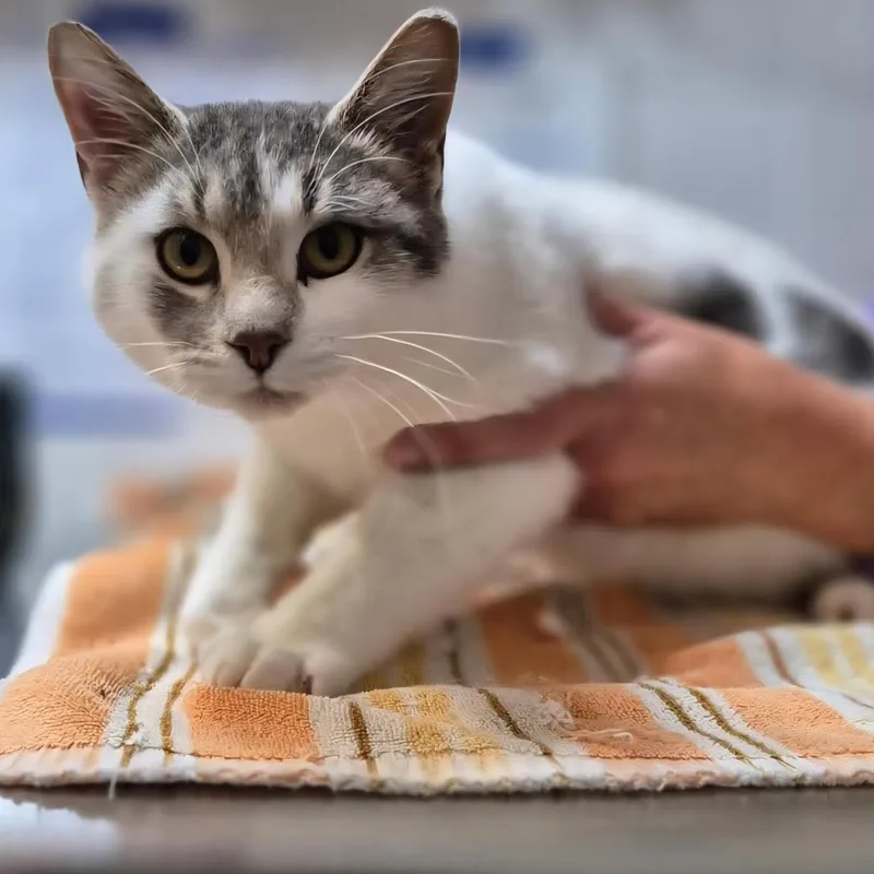 Macaulay thumbnail 4