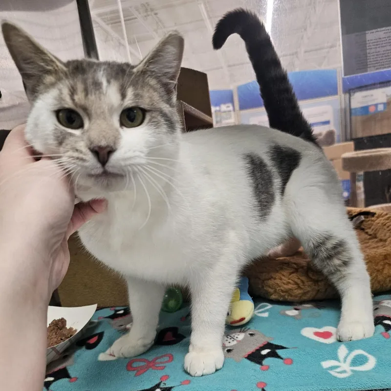 Macaulay thumbnail 5