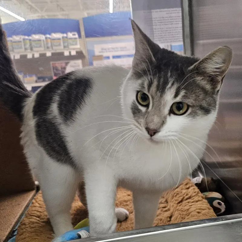 Macaulay thumbnail 6