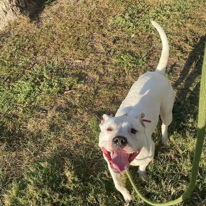 Side Salad thumbnail 2