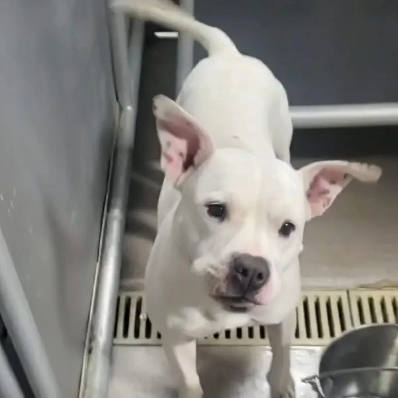 Side Salad thumbnail 3