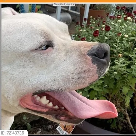 Side Salad thumbnail 4