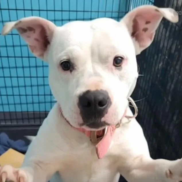 Side Salad thumbnail 5