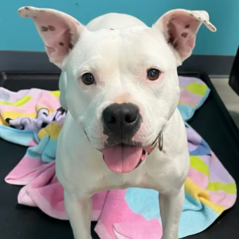 Side Salad thumbnail 6