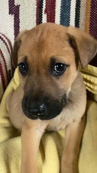 A baby small-sized male Mixed Breed dog named Neeko Jay for adoption in Milton, DE