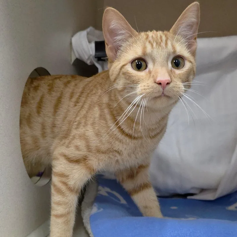 An adult medium-sized male Orange / Red Domestic Short Hair cat named Scotch for adoption in Michigan City, IN