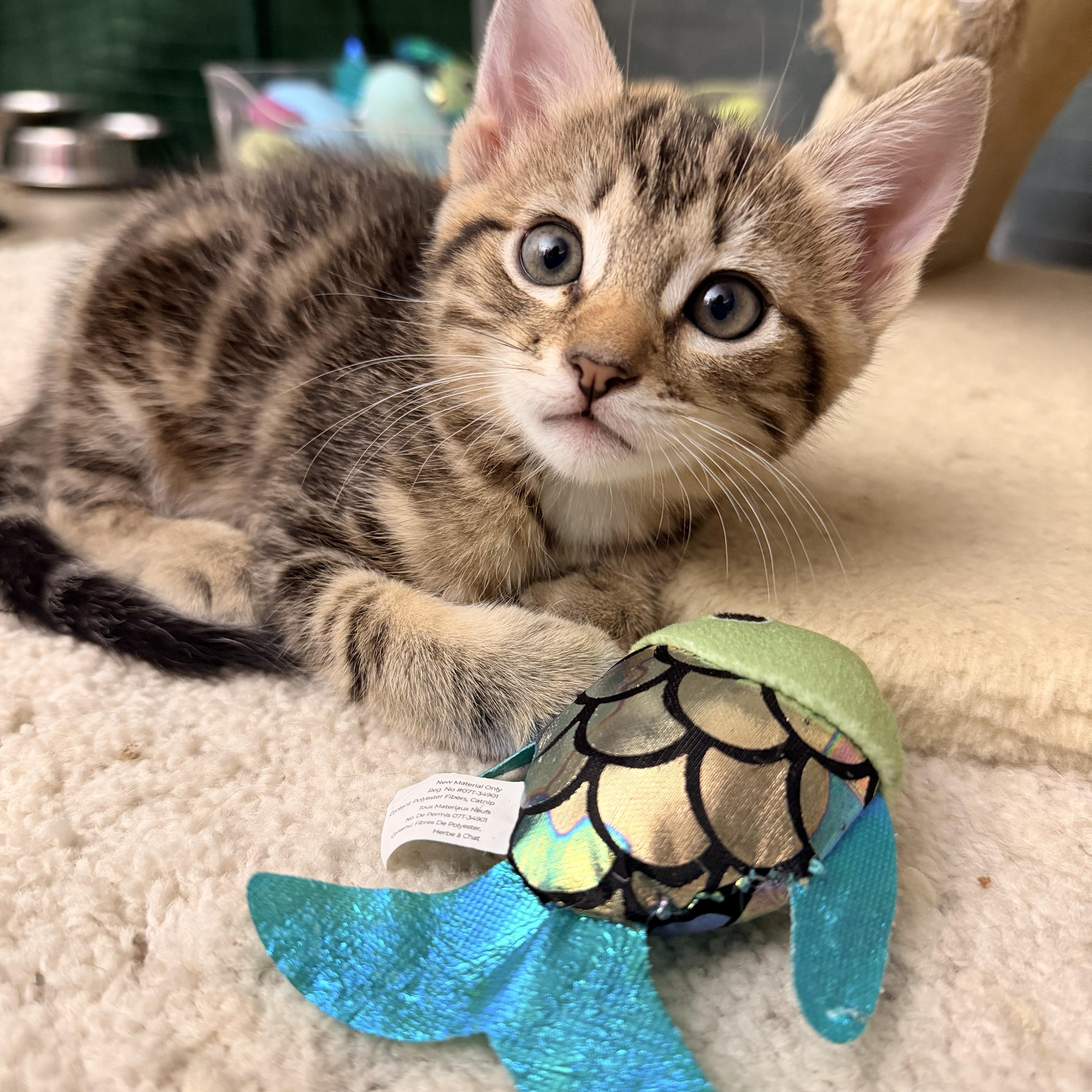 A young medium-sized female Brown / Chocolate Domestic Short Hair cat named Cocoa Bean for adoption in Mission Viejo, CA