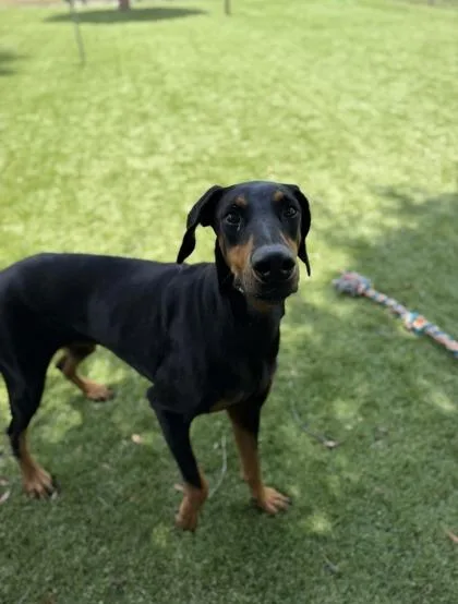 An adult large-sized female Doberman Pinscher dog named Coco for adoption in Daytona Beach, FL